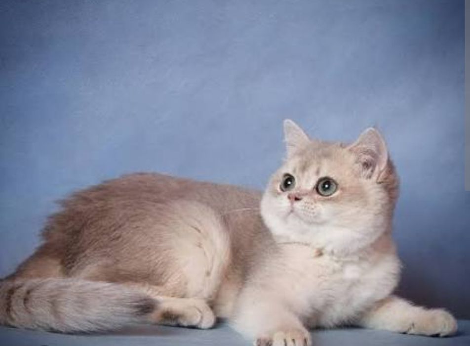 Котята Шиншиллы голубое золото