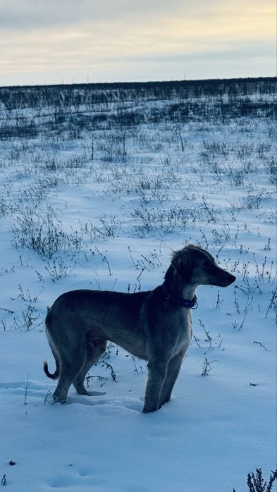 Тазы сатылады Арлан