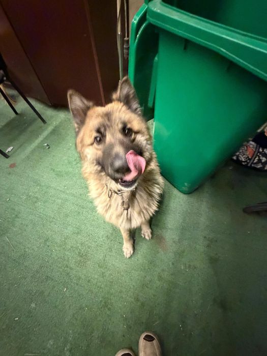 Помесь овчарки и лайки.