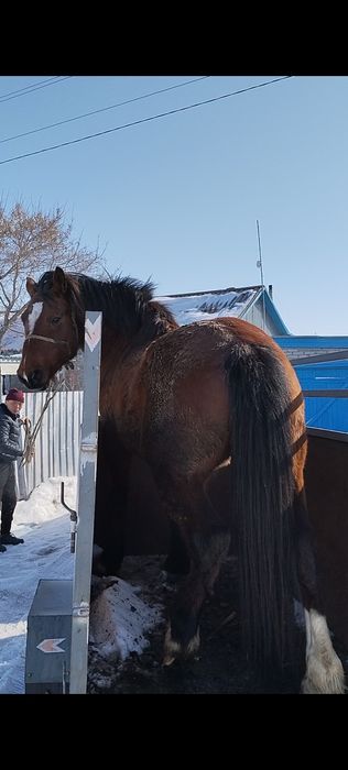 Владимировский полутяж продам Айгыра