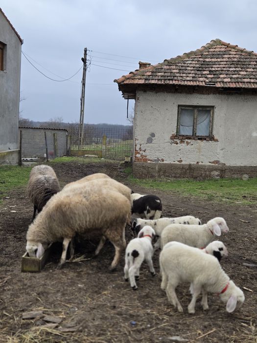 De vanzare oi tinere !!!