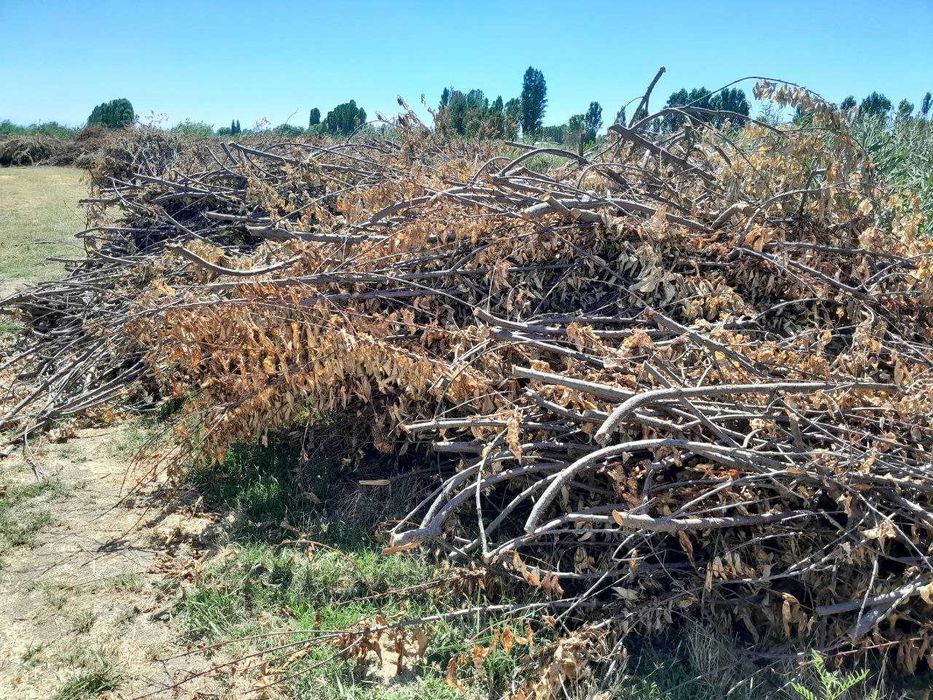 Обрезанные ветки деревьев — бесплатно, самовывоз