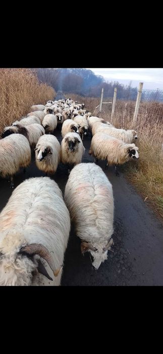 De vânzare oi cu miei