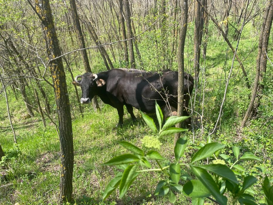 Vand vaca gestanta buna de lapte