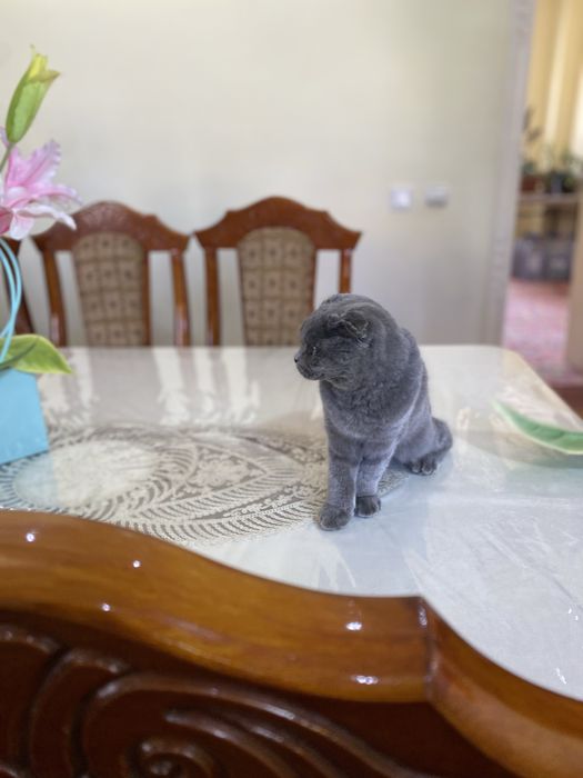 Срочно продам Кота Скотиш Фолд 4-5 месяцев