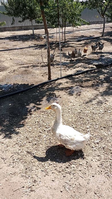 Rațe  pekin de vânzare