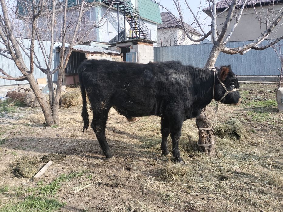 Бука сатылады парода швет