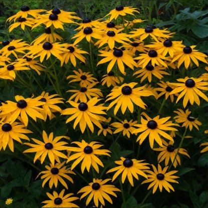 Цветы многолетние почвопокровные дюшения