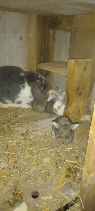 Iepurași de vânzare