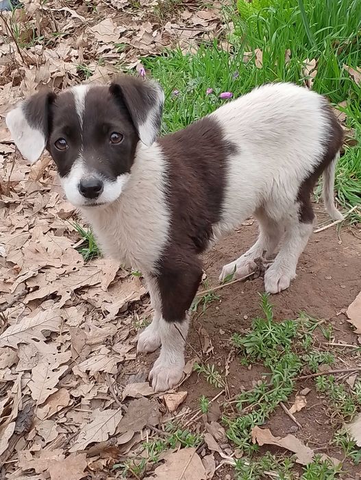 Подарявам кученца