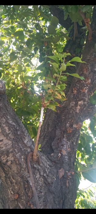 Богбон садовник богбон