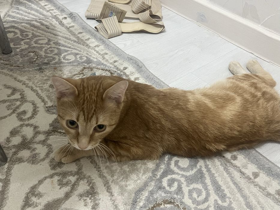 Шотландский прямоухий кот