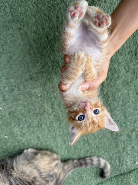 Котята в хорошие руки