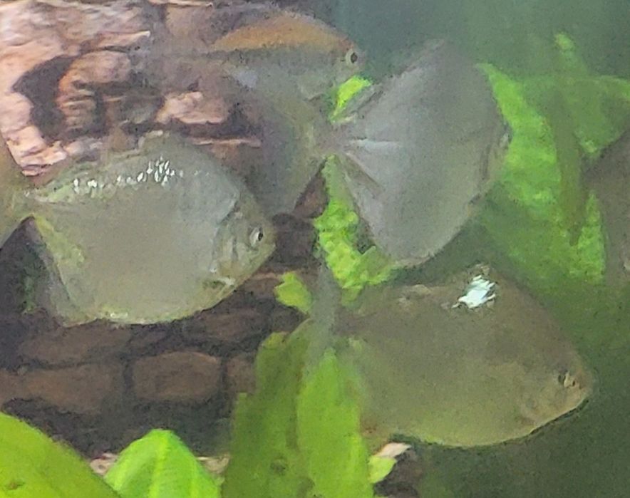 Метиннис серебристый-рыбка доллар(стая).