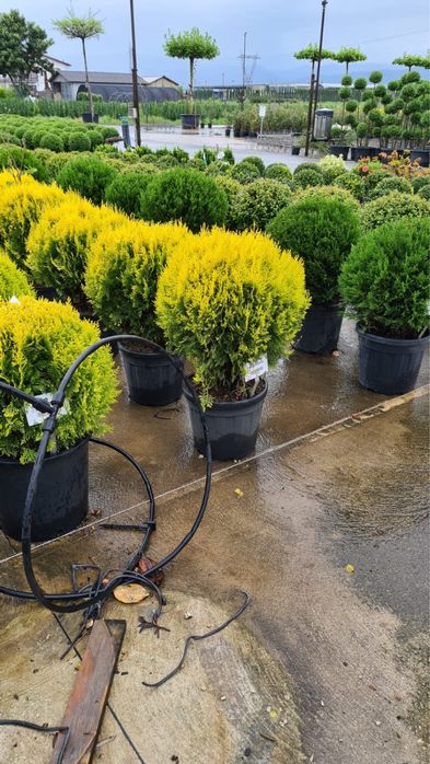 Vând Plante ornamentale orice specie