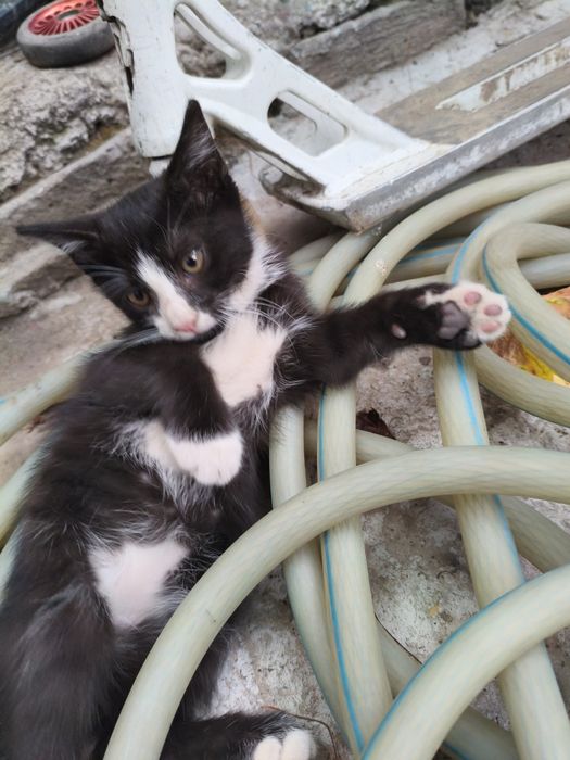 Котята очень хорошие добрые игривые