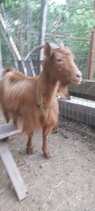 Capra rosie romaneasca