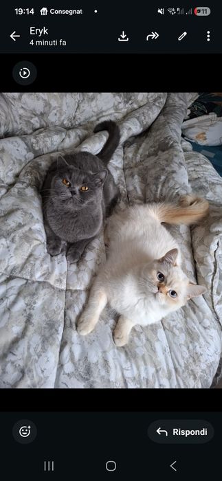 Котки британски късокосмести