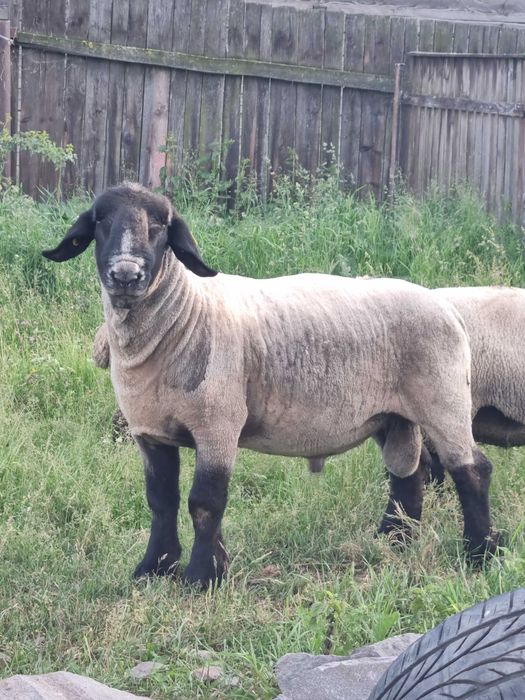 Berbec Suffolk cu Pedigree