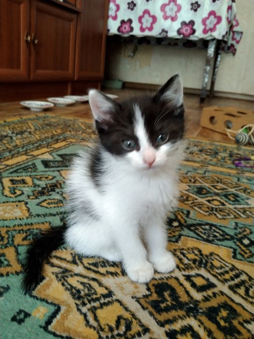 Котята, 1,5 месяца