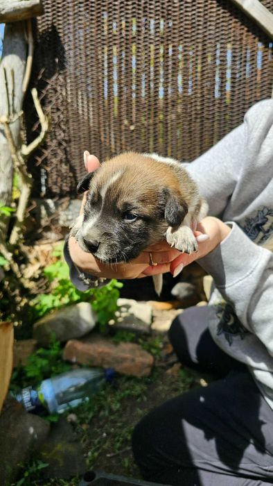 8pui își așteaptă stăpânul