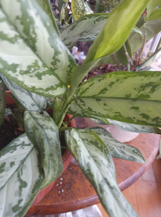 Комнатные цветы в горшках