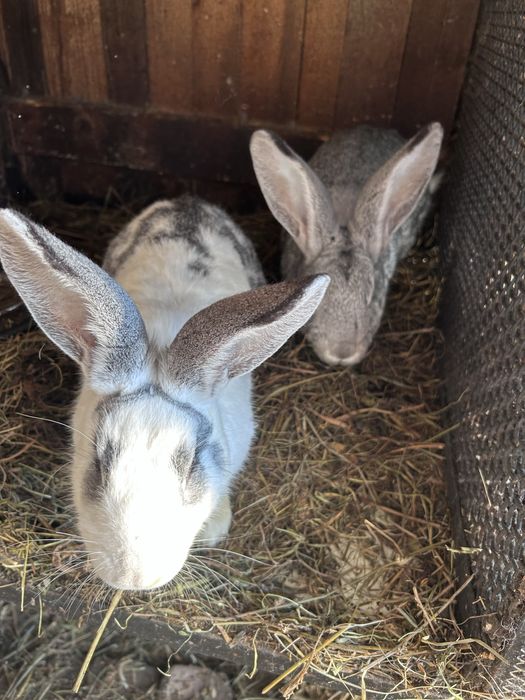 Vand iepuri diverse rase