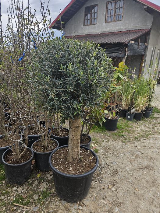 Maslin  bonsai plante