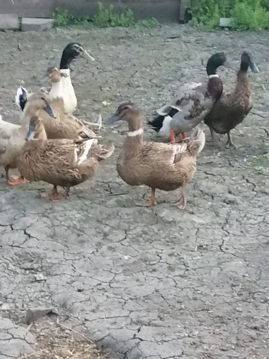 Rațe (nu sunt mute)