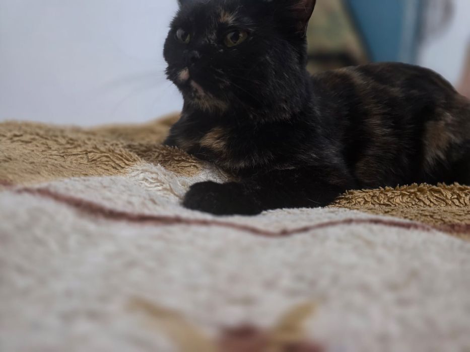 Отдам кошку в добрые руки