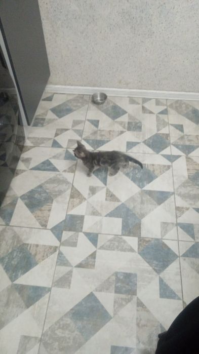 Котята домашние для