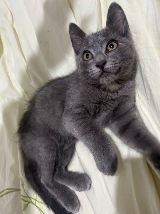 Отдам котенка мальчик