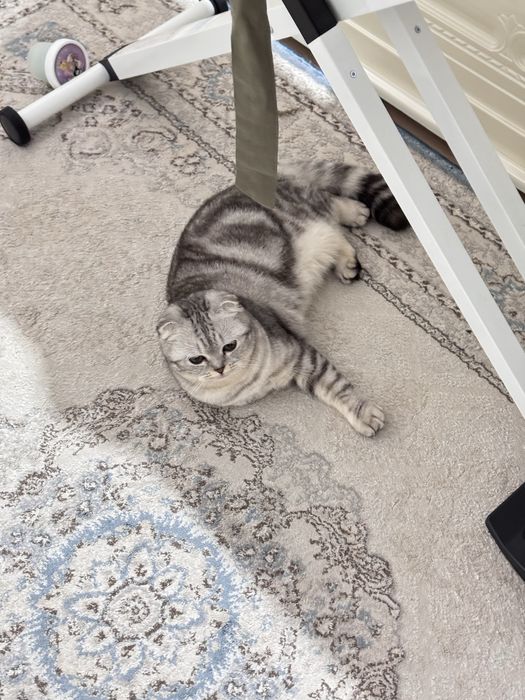 Кошка Скоттиш страйт