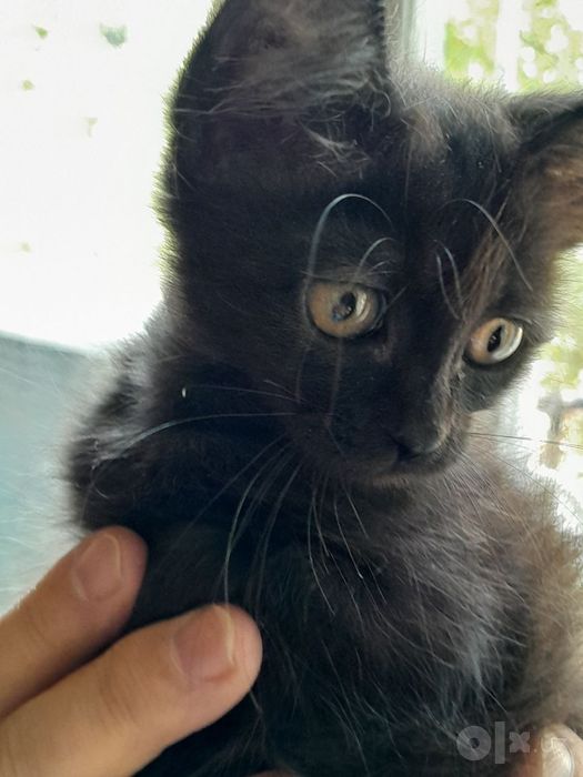 Котёнок 1,5 месяца.Бесплатно.
