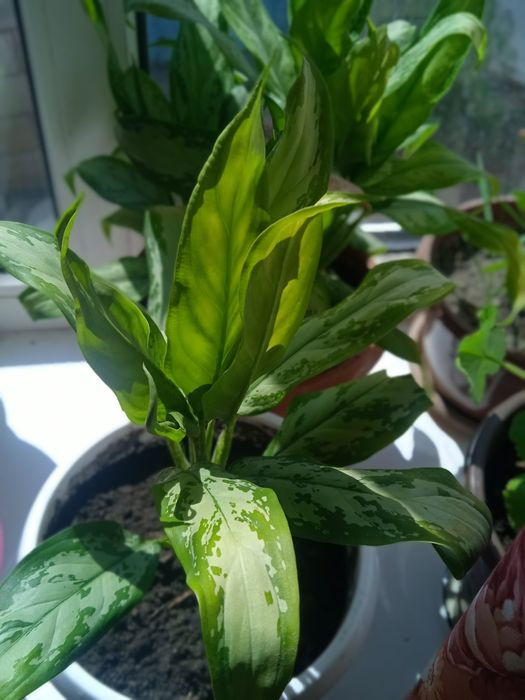 Продам комнатные цветы