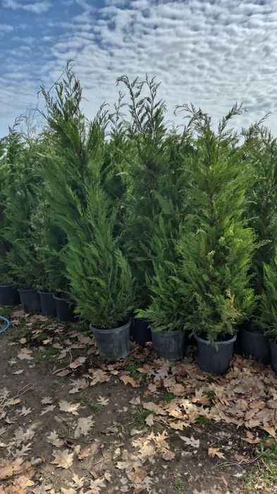 Tuia leylandii chiparos leylandii