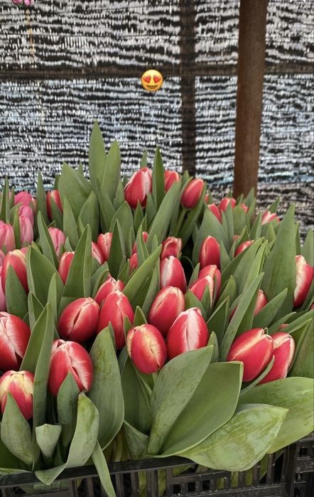 Тюлпаны красивые