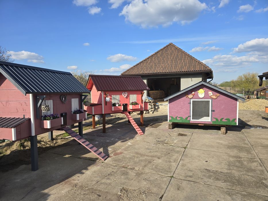 Cotet de găini  de vanzare