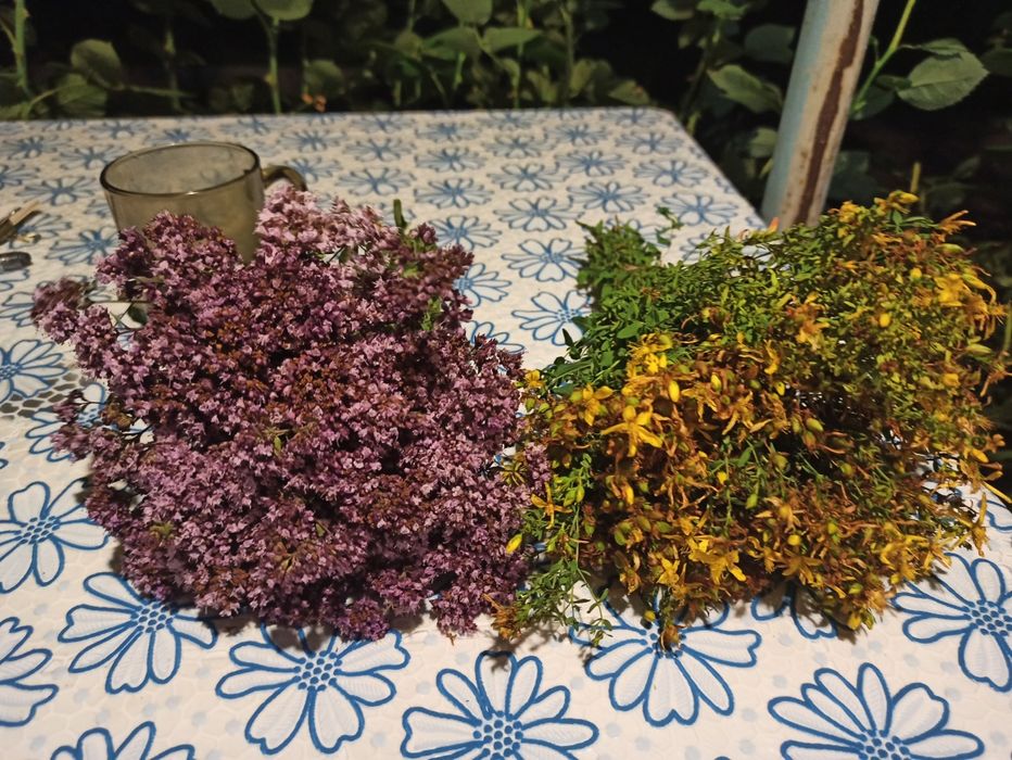 Зверобой сушеный