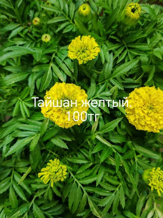 Продам цветы, комнатные и садовые.