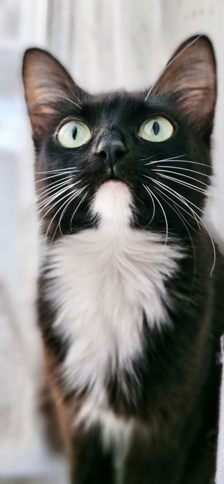 Кошечка и котики в добрые руки