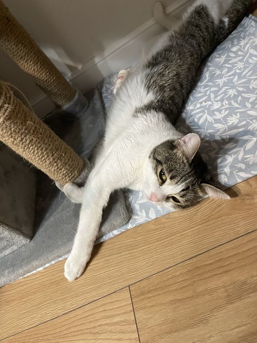 Подарите дом особенному котику