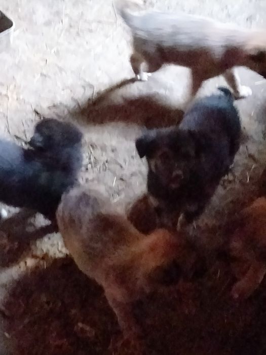 Donez căței fete și băieți