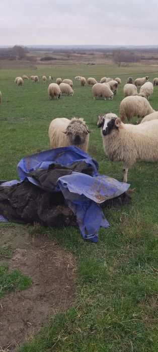 Berbeci de vânzare !