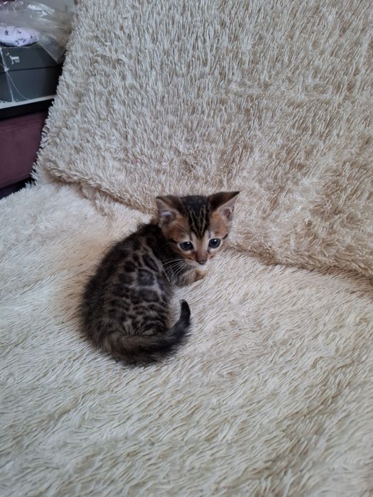 Бенгальские котята