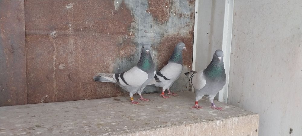 Бакинские Голуби