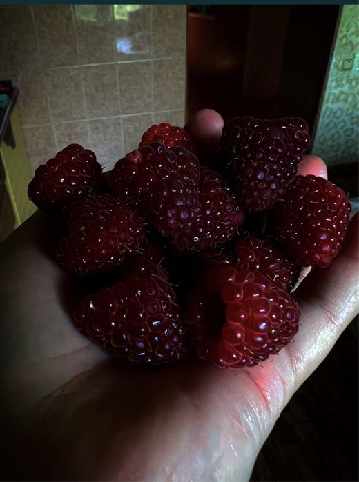 Продам саженцы малины