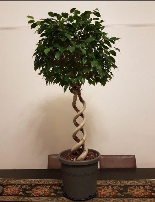 Как плести фикус бенджамина пошагово фото Как плести фикус бенджамина пошагово фото