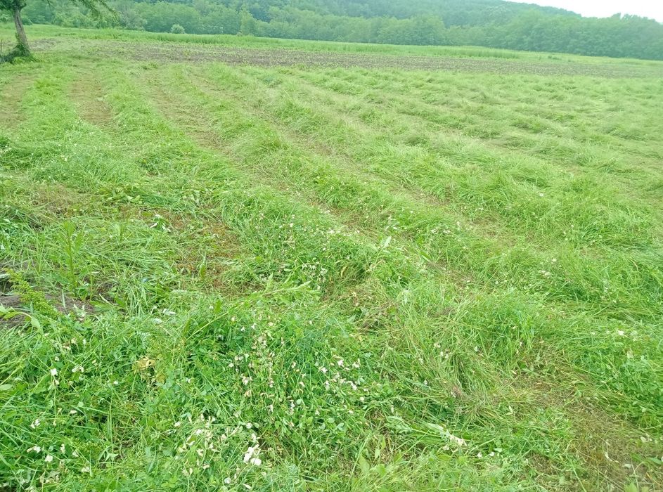 Baloți de fân furajeri.