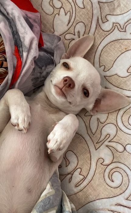 Чихуахуа мини кабель на оплодотворение